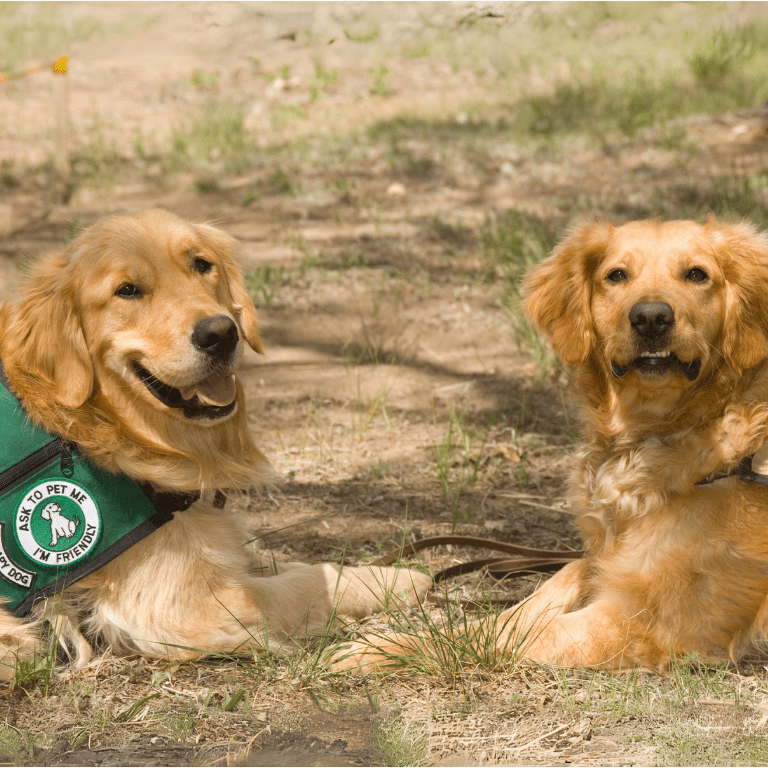 two dogs lying on the ground