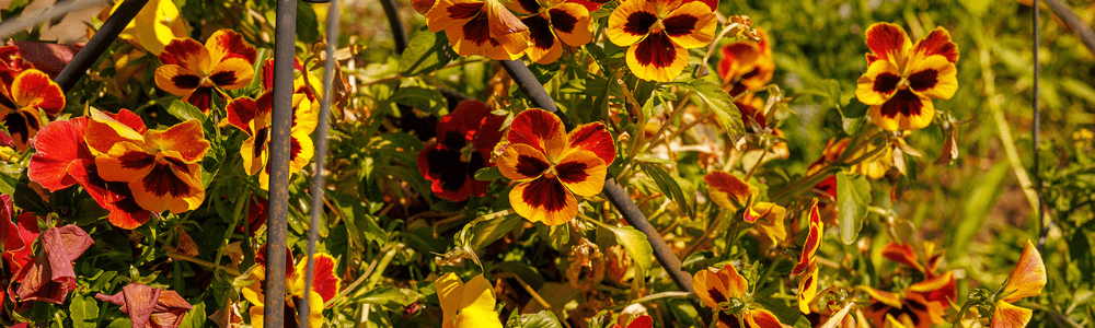 a close up of flowers